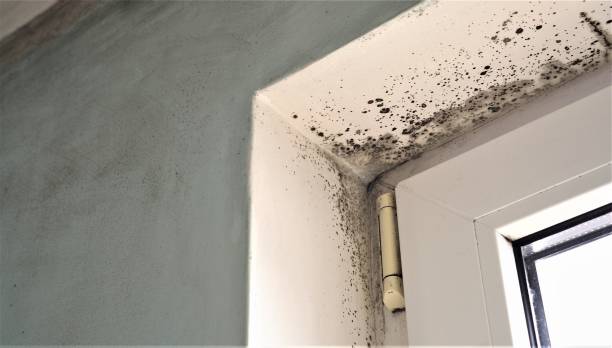 Best Emergency Mold Remediation  in Dubois, PA