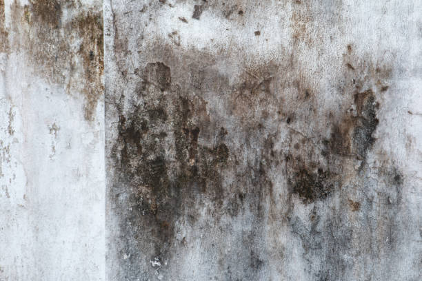 Best Dehumidification Services  in Dubois, PA
