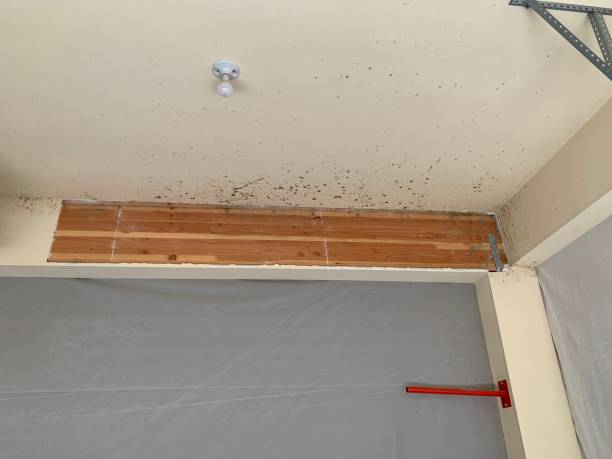 Best Mold Remediation for Vacation Homes  in Dubois, PA
