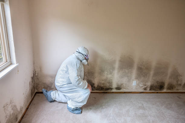 Best Mold Prevention Services  in Dubois, PA